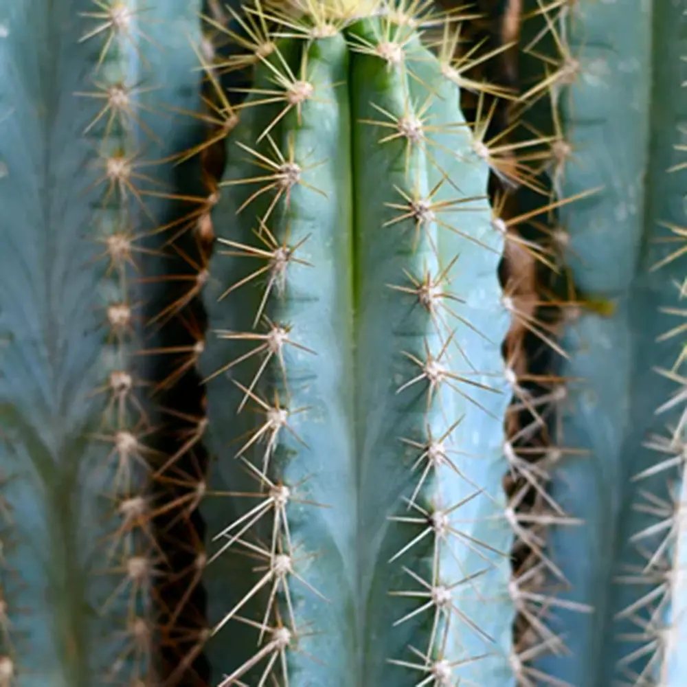 Cactus Pilosocereus Azureus Blue Torch, 25-30 cm, cactus albastru columnar, flori albe-galbenui, planta decorativa rara