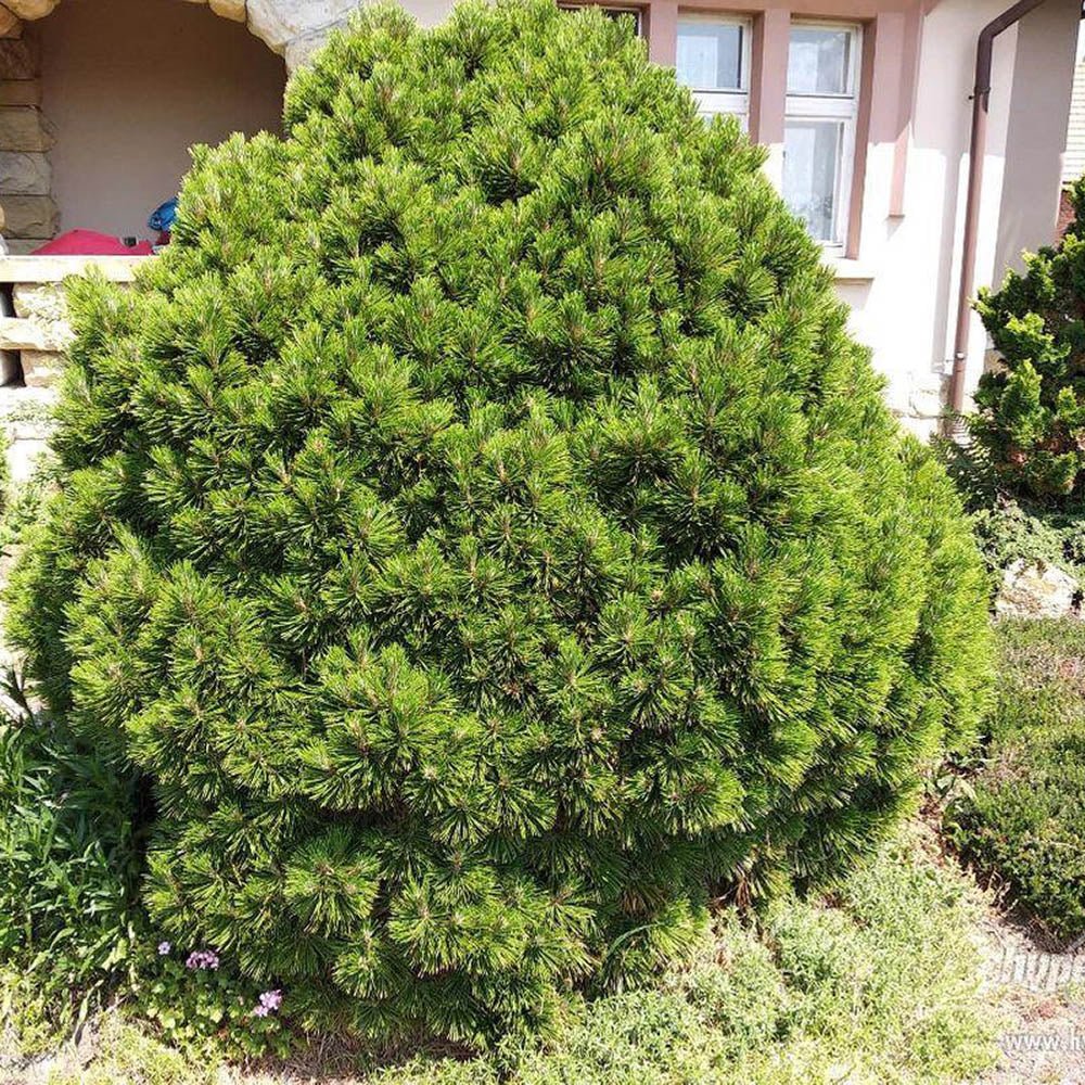 Pin Bosniac Pitic (Pinus heldreichii) Smidtii, cu ace verzi-deschis