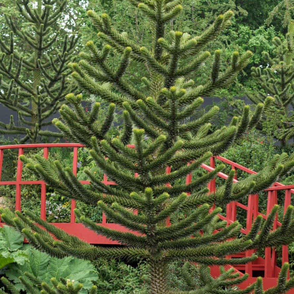 Pin Chilian (Araucaria Araucana)