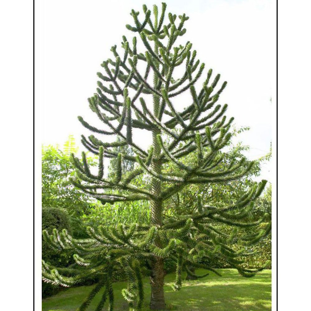 Pin Chilian (Araucaria Araucana)