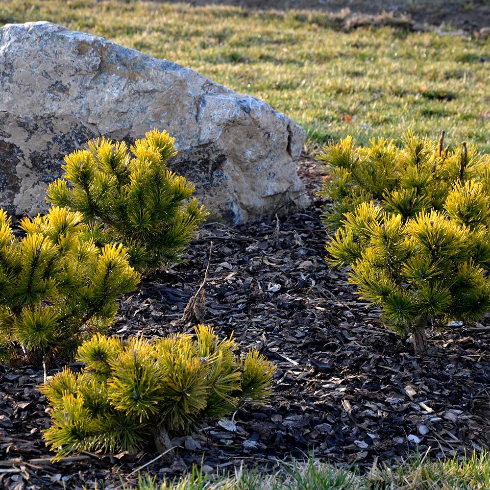 Pin de Munte (Jneapan) Carstens Wintergold