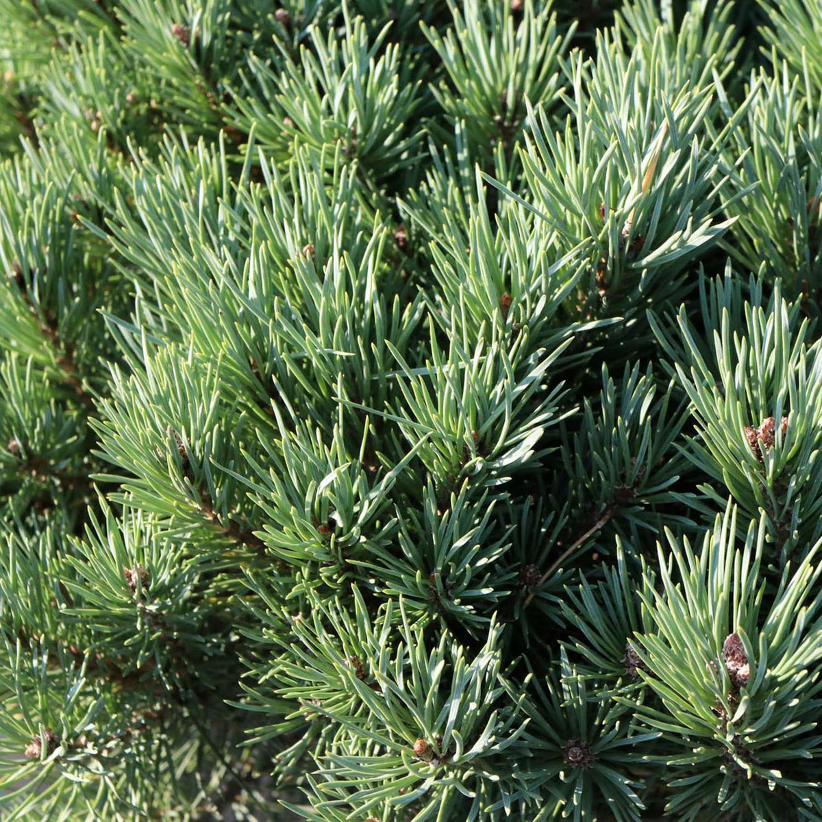 Pin de Padure Watereri Copac (Pinus Sylvestris Watereri), cu forma de umbrela