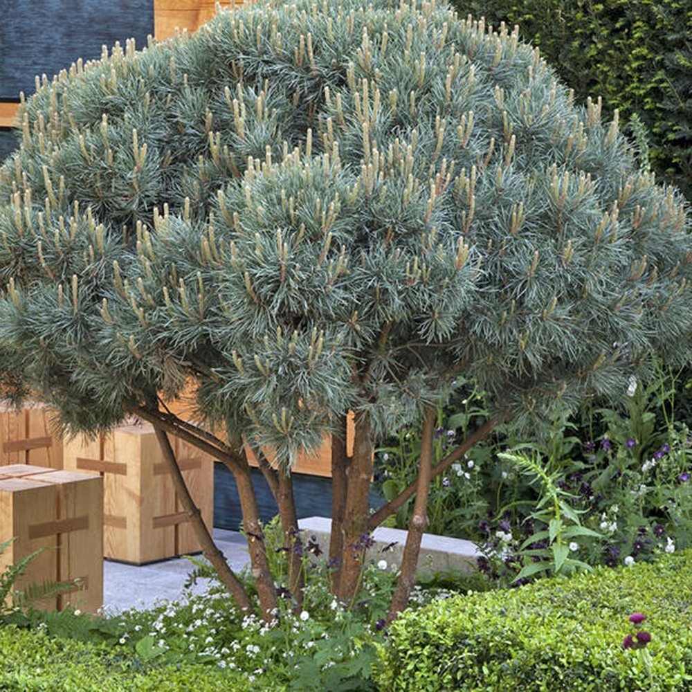 Pin de Padure Watereri Copac (Pinus Sylvestris Watereri), cu forma de umbrela