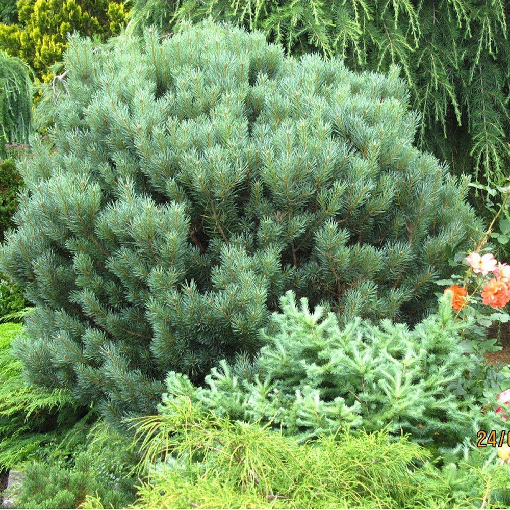 Pin de Padure Watereri Tip Tufa (Pinus Sylvestris Watereri), cu ace verzi-albastrui si forma sferica