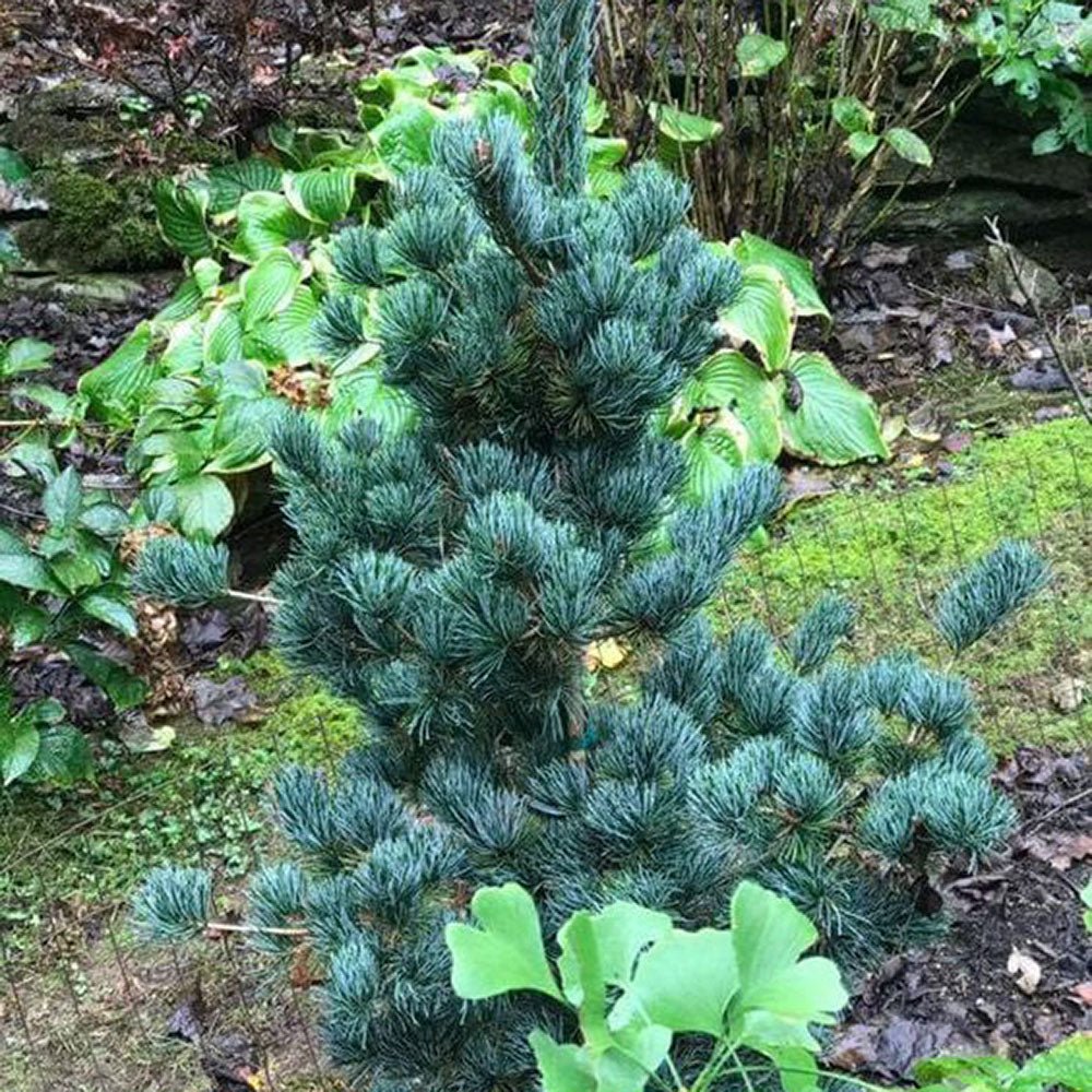 Pin Japonez Albastru (Pinus Parvifolia Glauca), cu ace albastre si forma conica