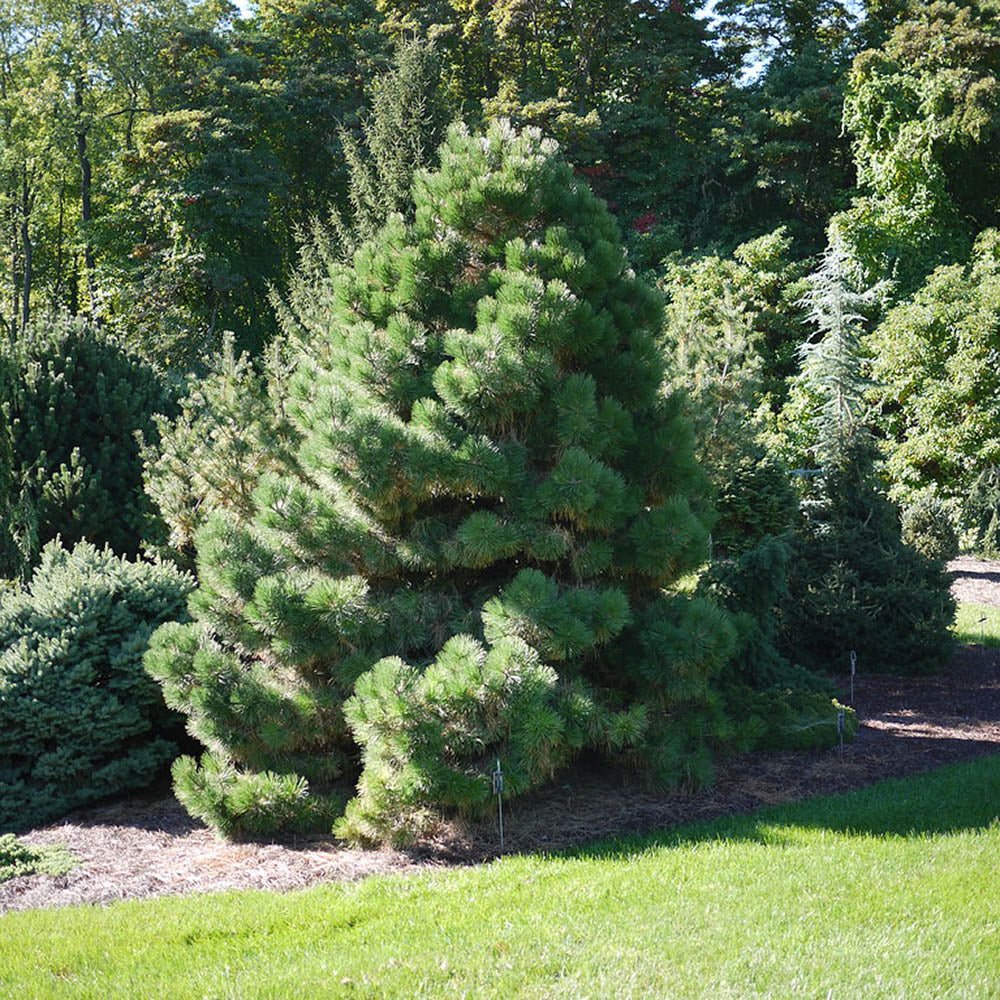 Pin austriac negru (Pinus nigra nigra), cu ace verzi