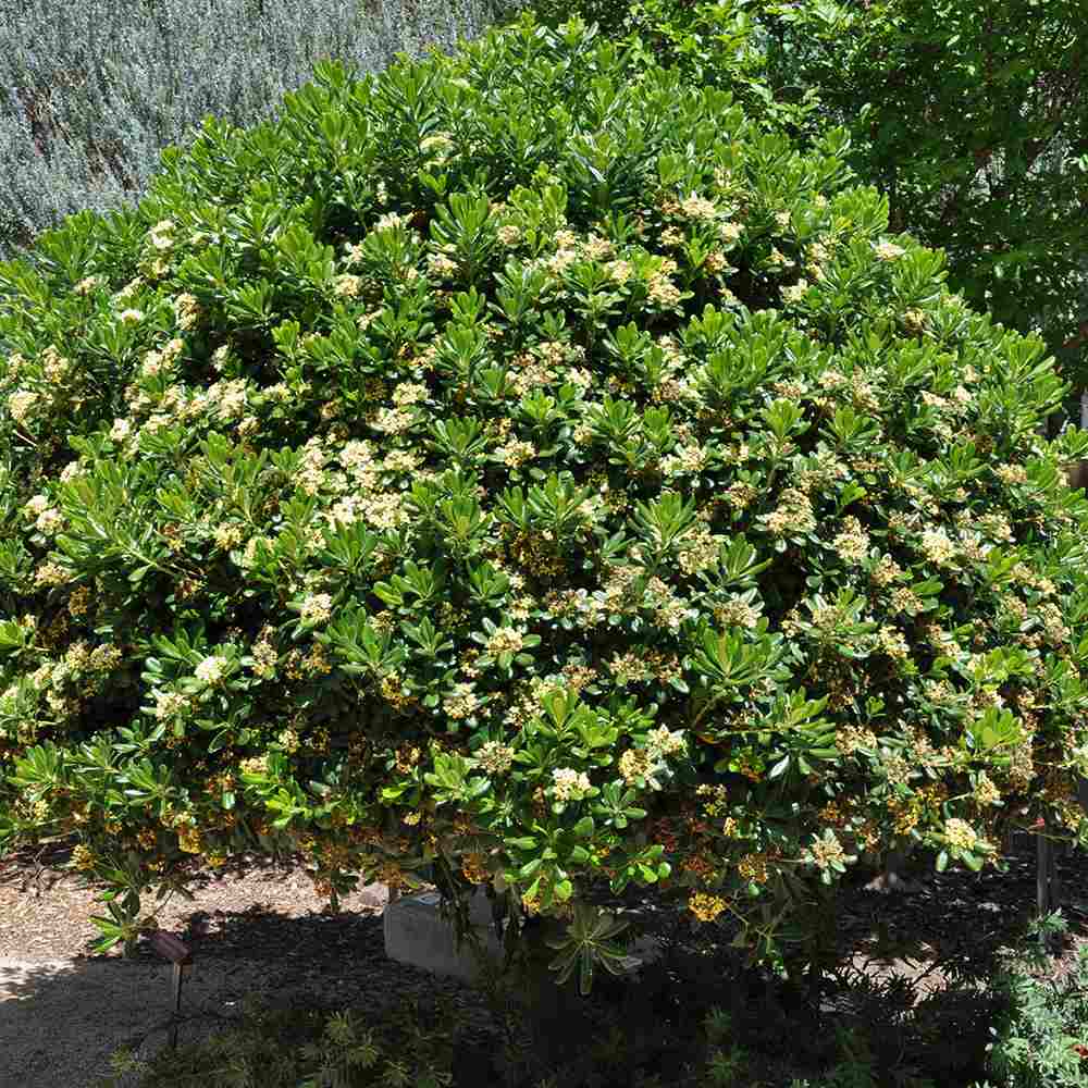 Pittosporum japonez tobira, cu flori albe-galben foarte parfumat