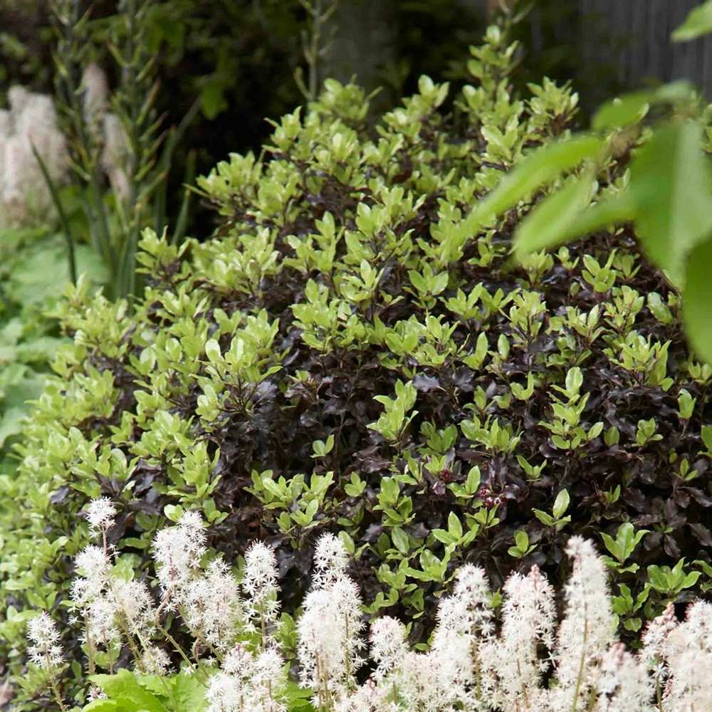 Pittosporum Tom Thumb, cu frunzis purpuriu-inchis