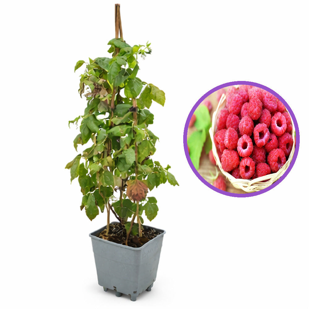 Málna, bőtermő, remontáns Amal (Rubus idaeus), nagy piros gyümölcsökkel, bőséges terméssel, 3. évtől termő, a szezon végére 160–180 cm magas