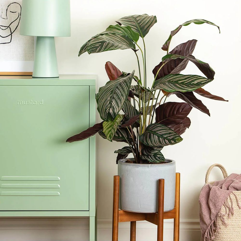 Planta Care Se Roaga (Calathea Ornata) - 50-60 cm