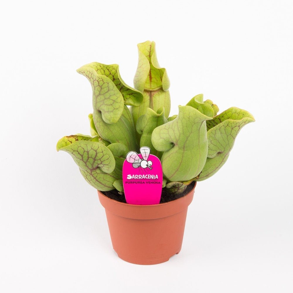 Planta Carnivora, Planta Ulcior (Sarracenia Purpurea Venosa Verde) - 25 cm