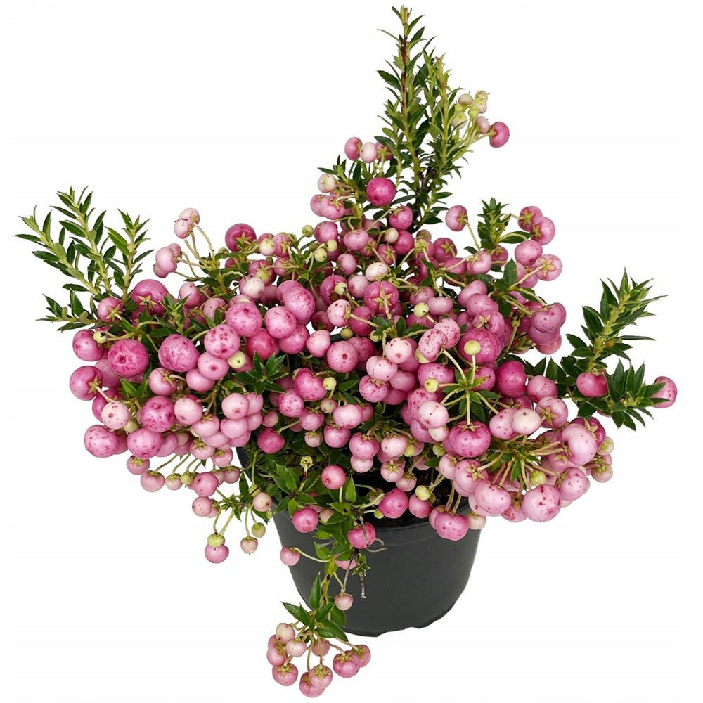 Planta cu Fructe Decorative Roz (Gaultheria mucronata Pink)