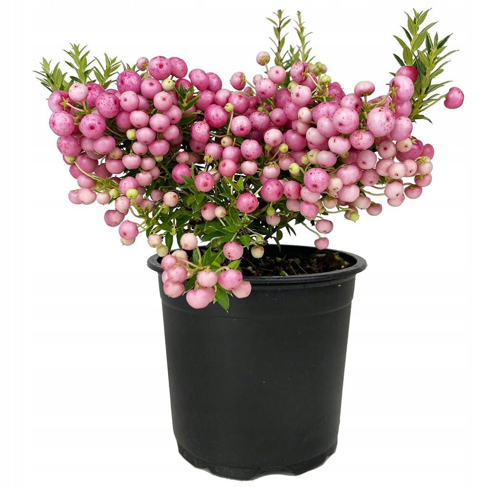 Planta cu Fructe Decorative Roz (Gaultheria mucronata Pink)