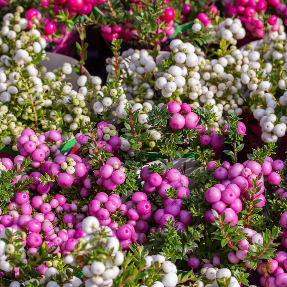 Planta cu Fructe Decorative Roz (Gaultheria mucronata Pink)