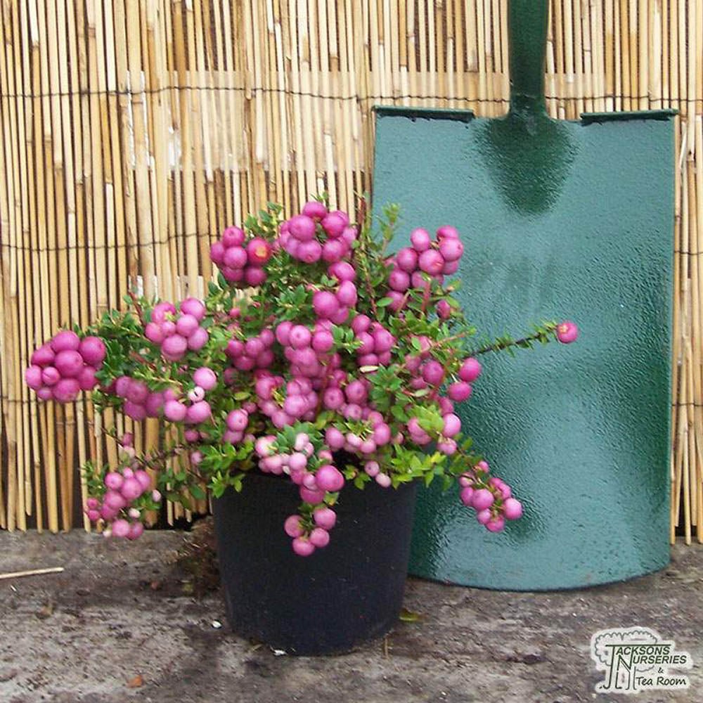 Planta cu Fructe Decorative Roz (Gaultheria mucronata Pink)