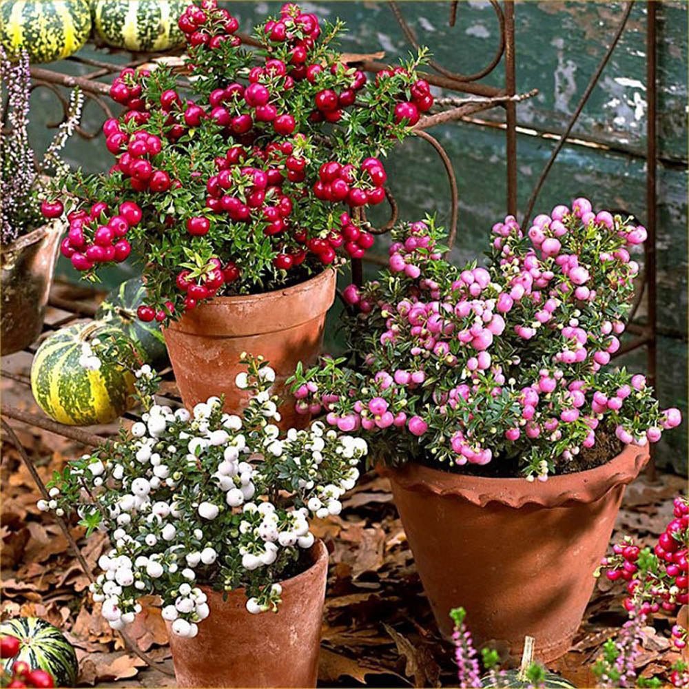Planta cu Fructe Decorative Roz (Gaultheria mucronata Pink)