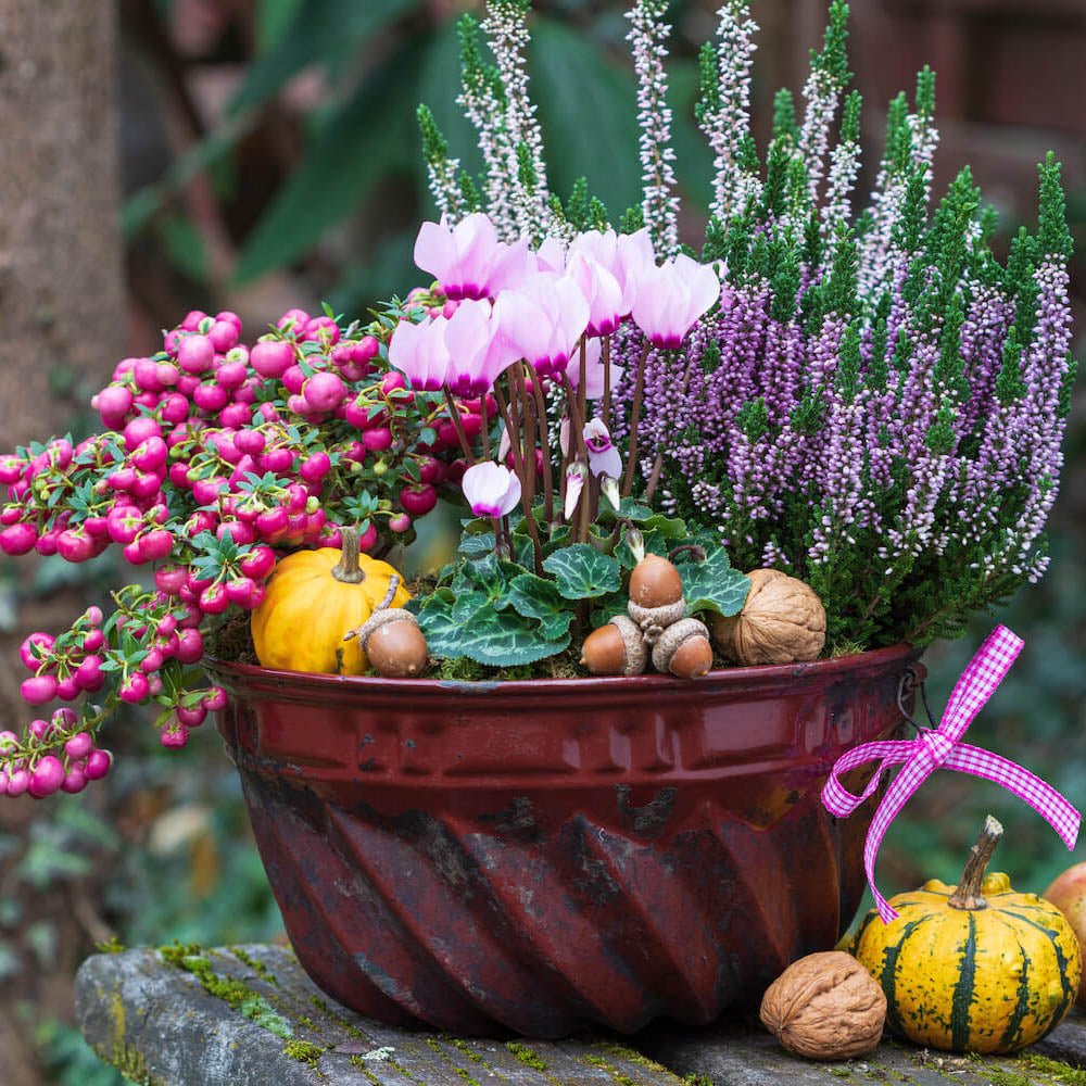 Planta cu Fructe Decorative Roz (Gaultheria mucronata Pink)