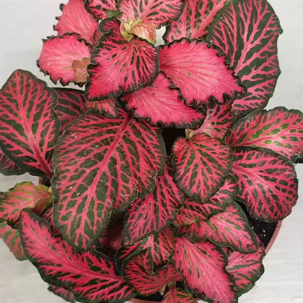 Planta cu Piele de Sarpe Fittonia Forest Flame