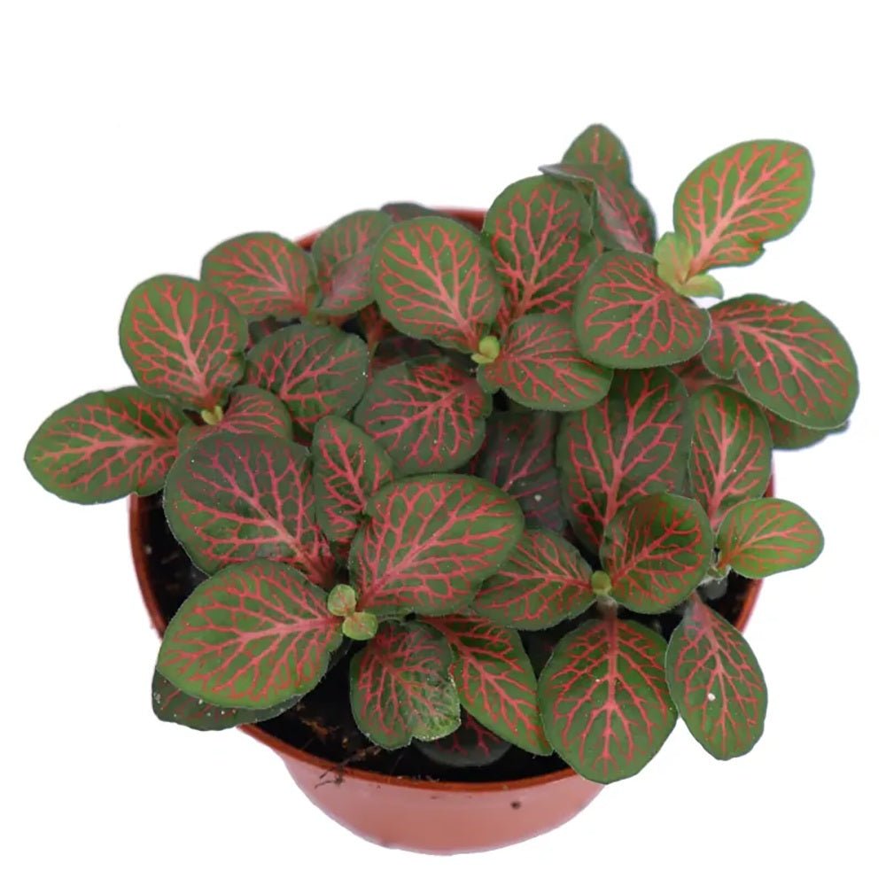 Planta cu Piele de Sarpe Fittonia Joly Josan, frunze emerald si vene rosii