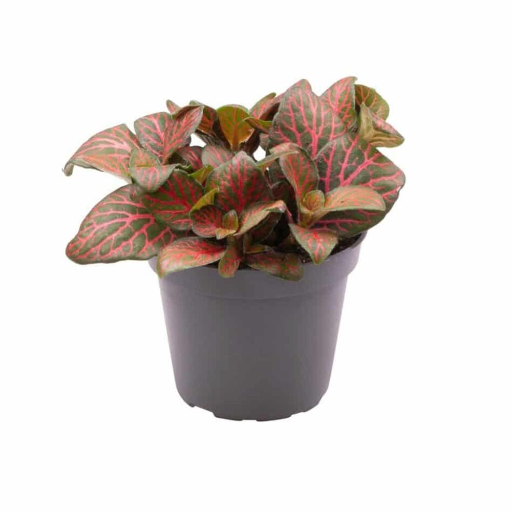 Planta cu Piele de Sarpe Fittonia Joly Josan, frunze emerald si vene rosii