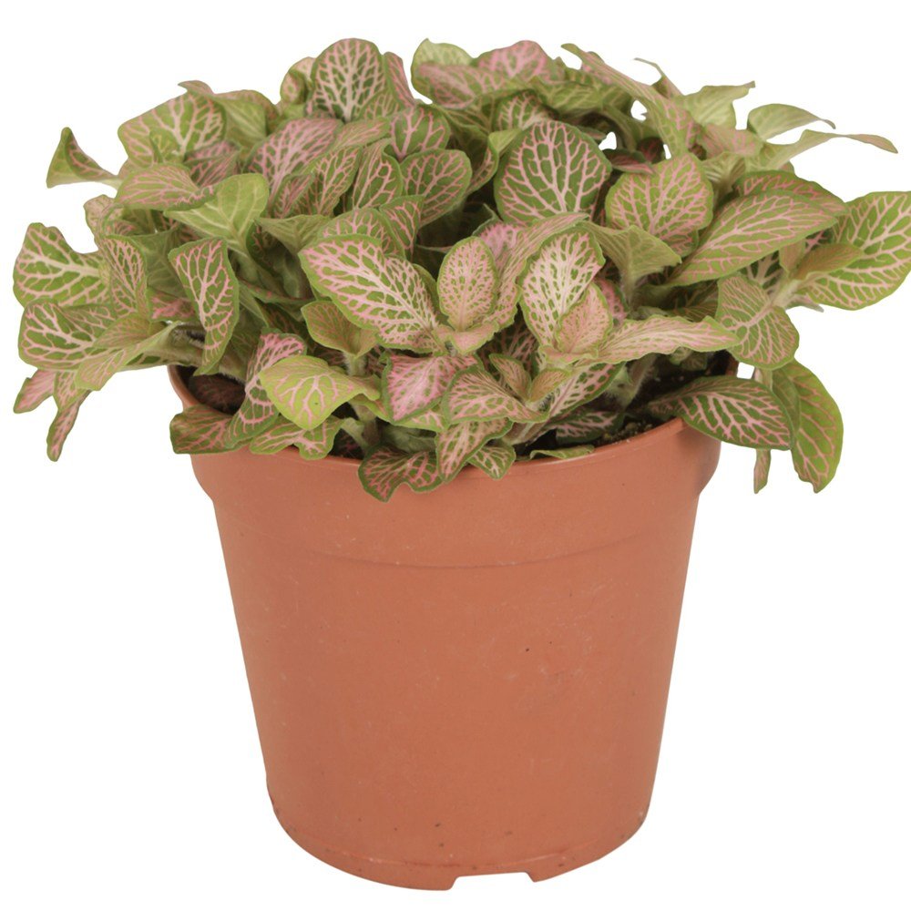 Planta cu Piele de Sarpe Fittonia Mistral, frunze verzi cu nervuri roz