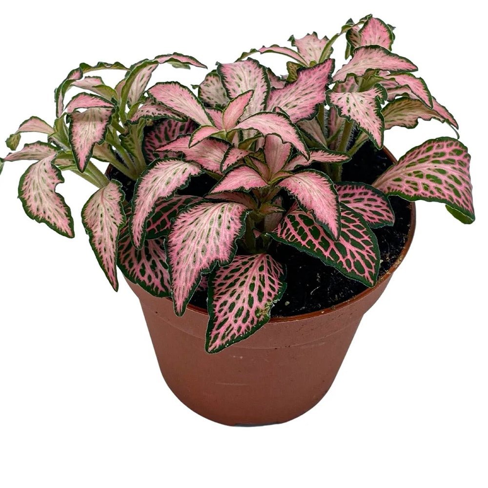 Planta cu Piele de Sarpe Fittonia Pink Forest Flame