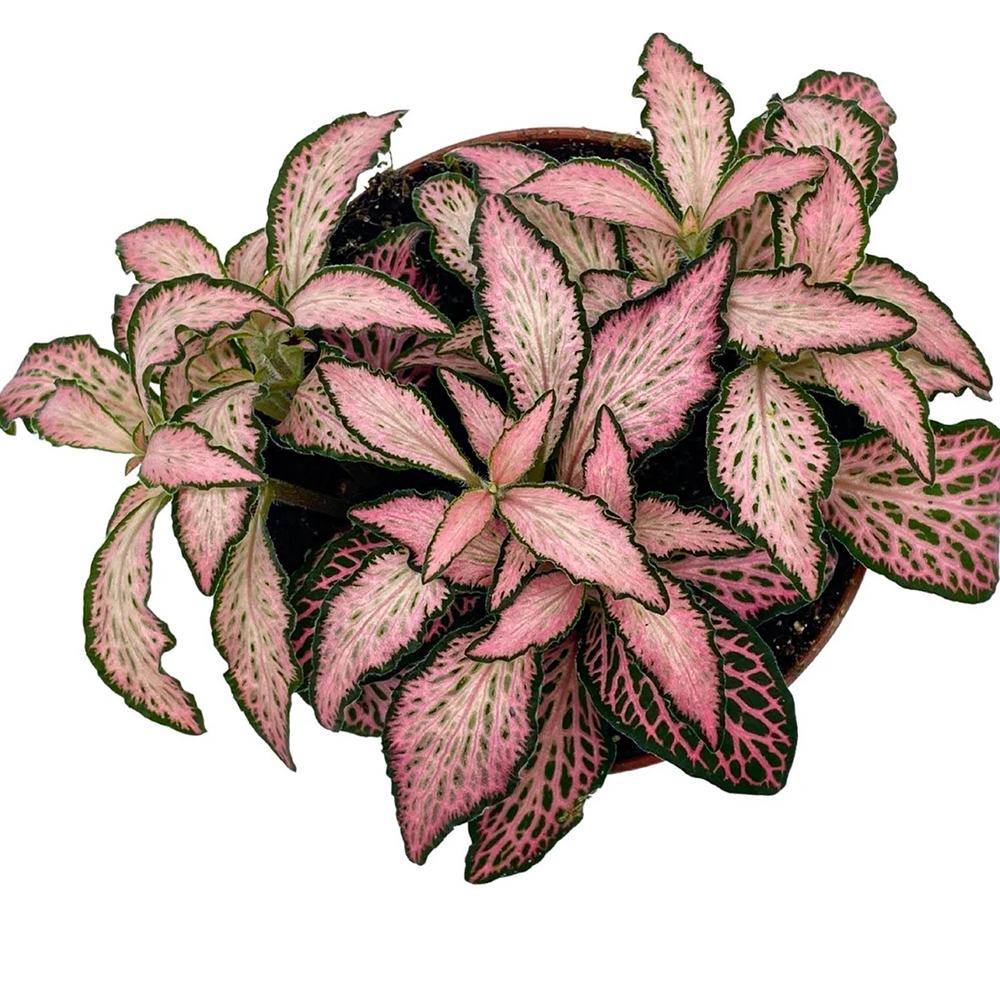 Planta cu Piele de Sarpe Fittonia Pink Forest Flame
