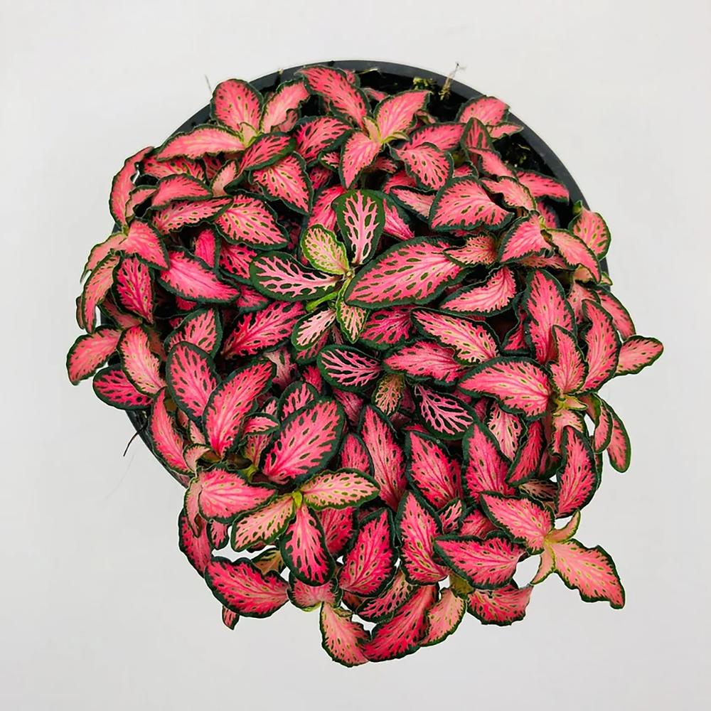 Planta cu Piele de Sarpe Fittonia Pink Minima