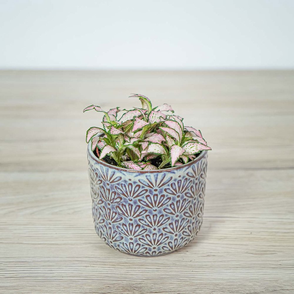 Planta cu Piele de Sarpe Fittonia Pink Tiger