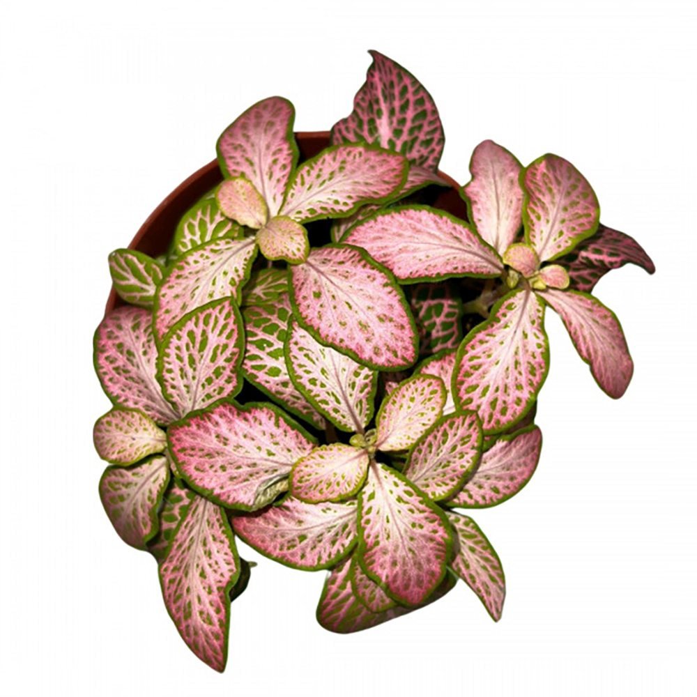 Planta cu Piele de Sarpe Fittonia Pink Tiger