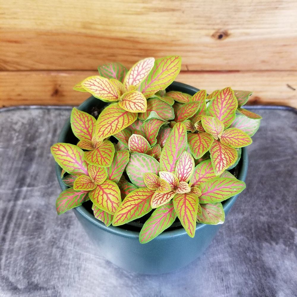 Planta cu Piele de Sarpe Fittonia Skeleton, frunze verzi emerald si nervuri rosii