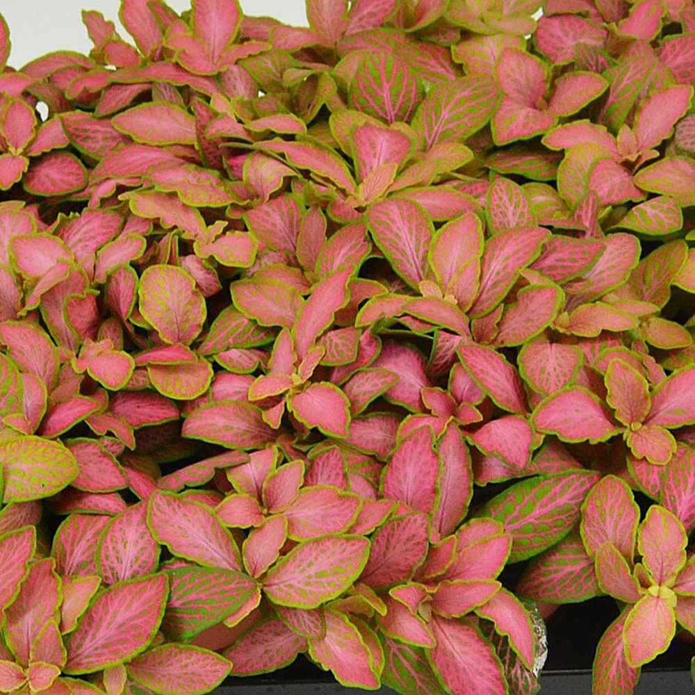 Planta cu Piele de Sarpe Fittonia Zalm Ruby Lime, cu frunze verzi si nervuri rosu-rubiniu