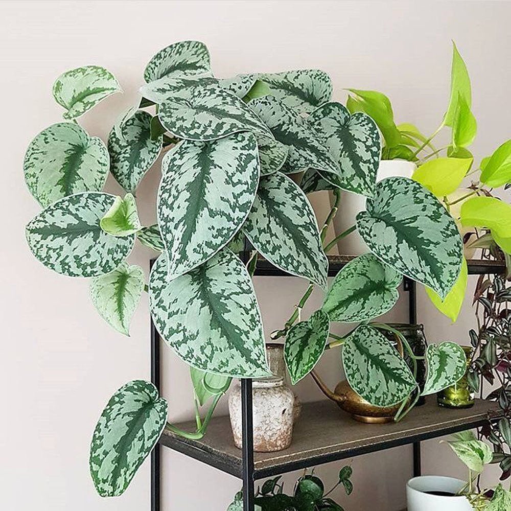 Planta Curgatoare (Scindapsus) Pictus Trebie - 25 cm