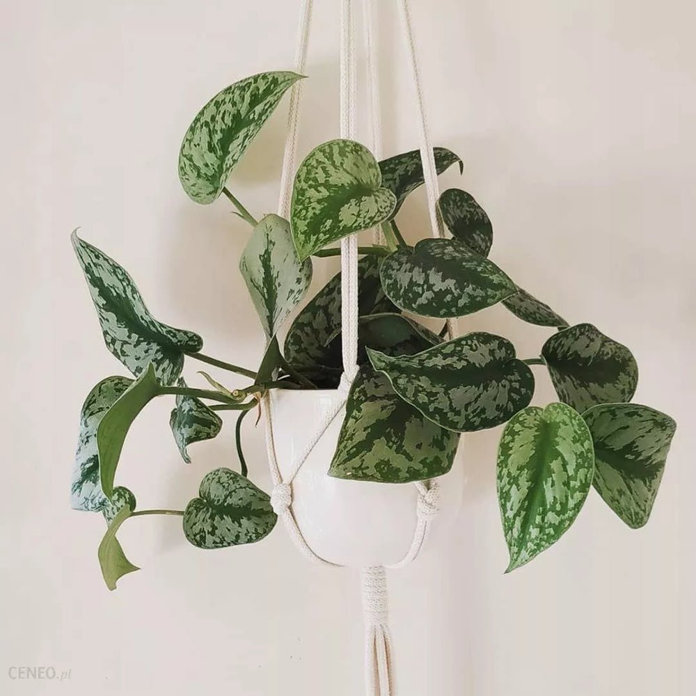 Planta Curgatoare (Scindapsus) Pictus Trebie - 25 cm