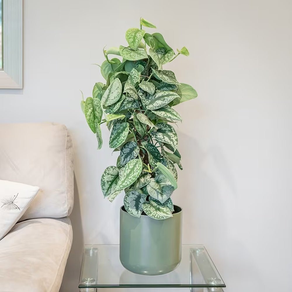 Planta Curgatoare (Scindapsus) Pictus Trebie (Cu Suport) - 160 cm
