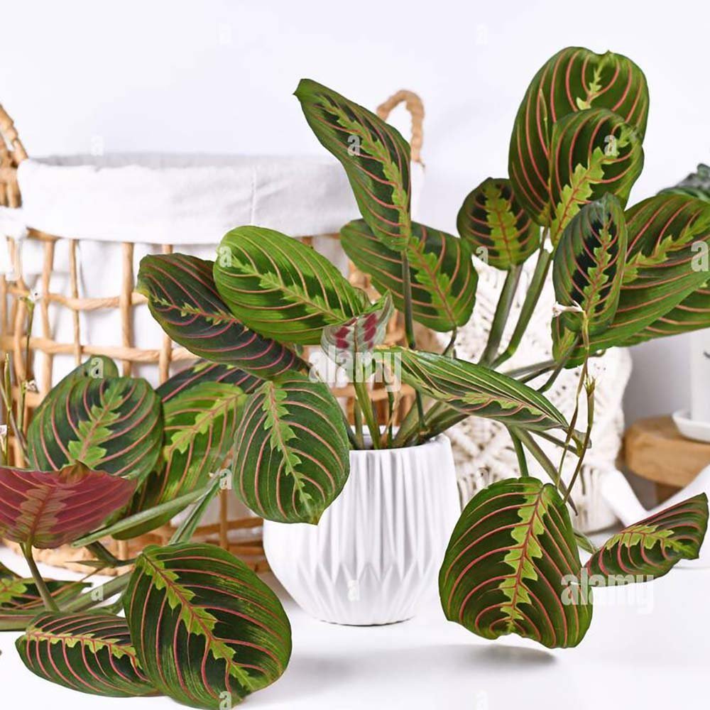 Planta Care se Roaga Tricolor (Maranta) Fascinator - 35-40 cm