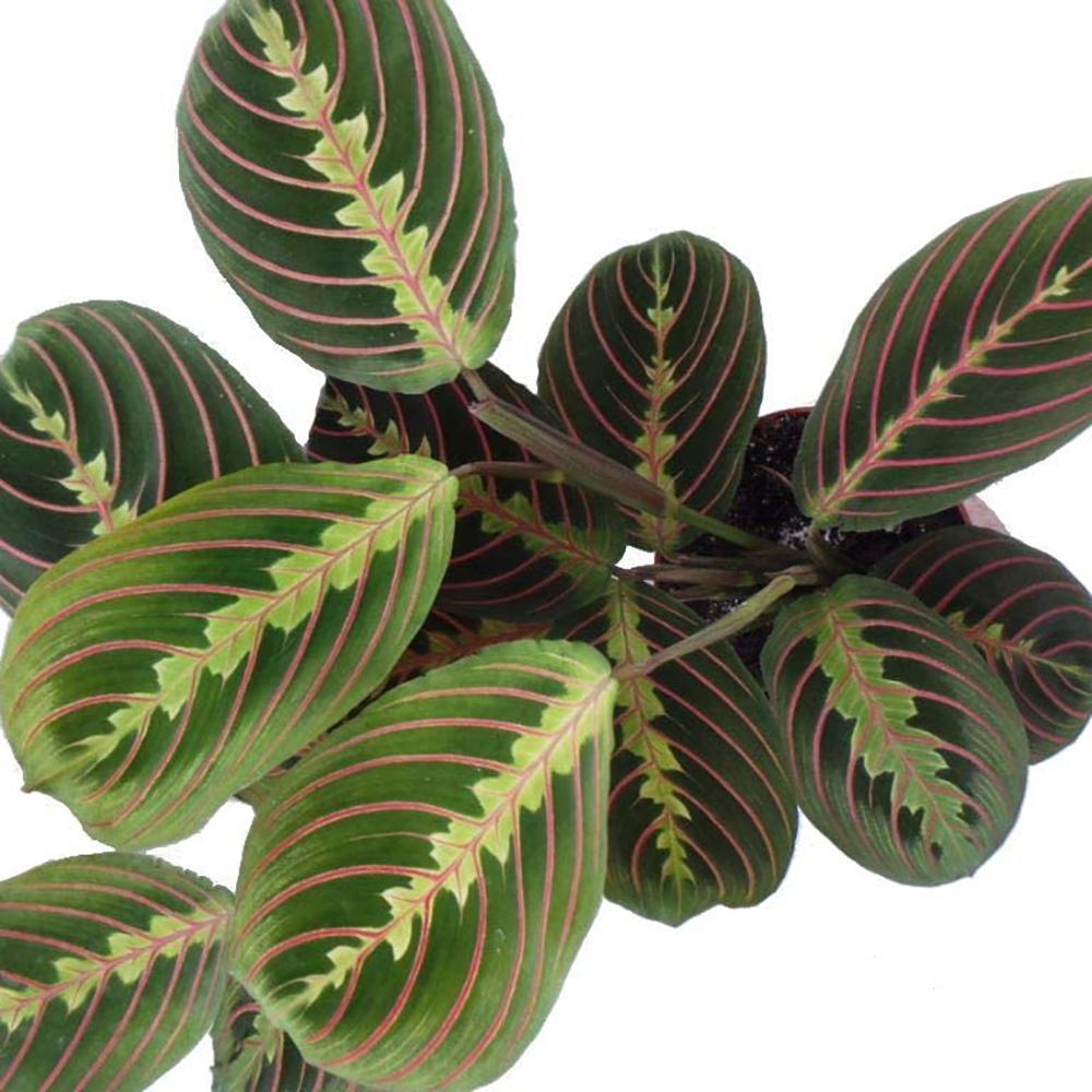 Planta Care se Roaga Tricolor (Maranta) Fascinator - 35-40 cm