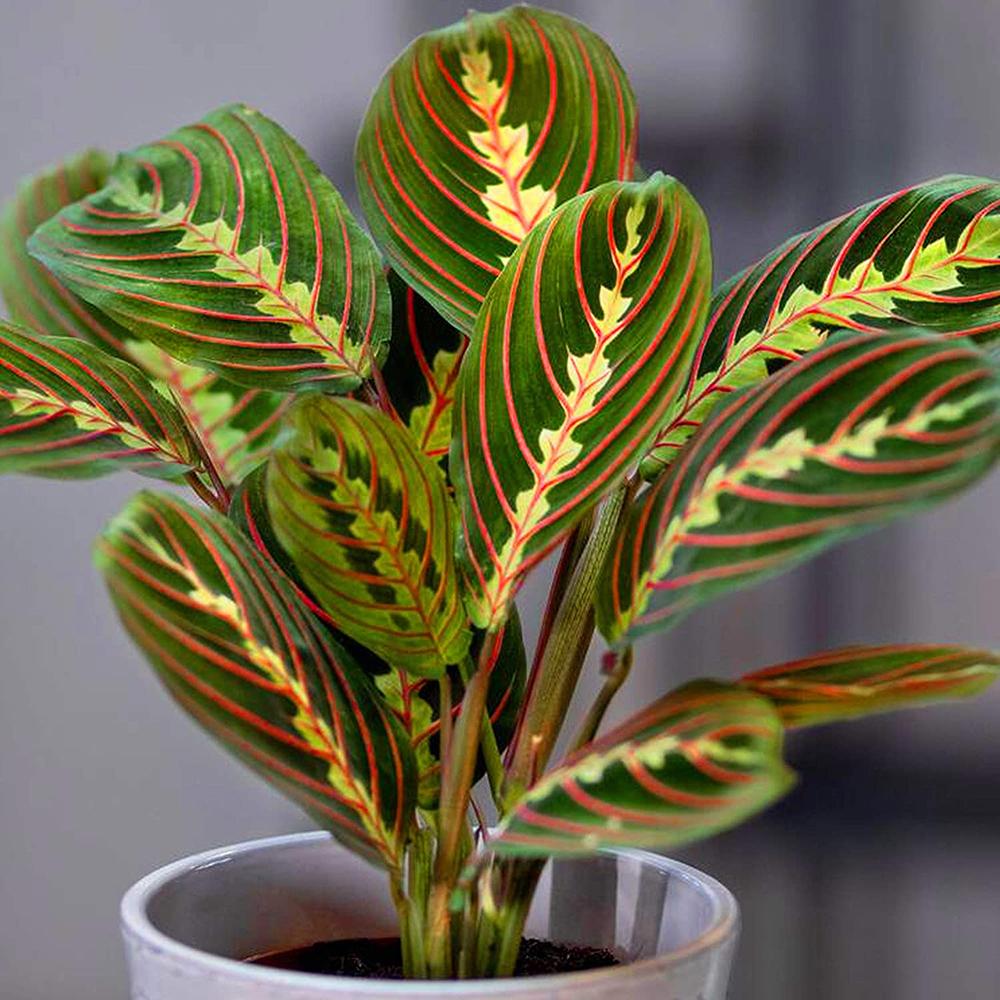 Planta Care se Roaga Tricolor (Maranta) Fascinator - 40 cm
