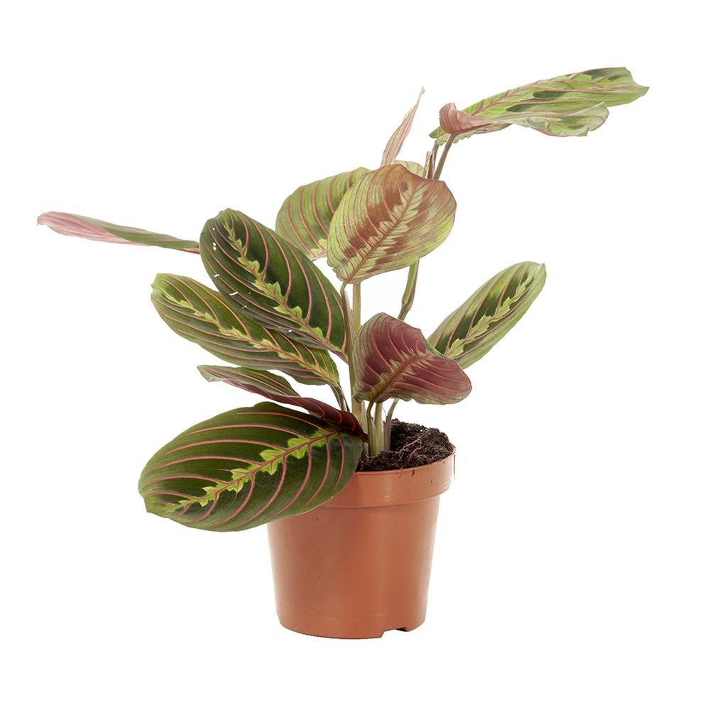 Planta Care se Roaga Tricolor (Maranta) Fascinator - 40 cm