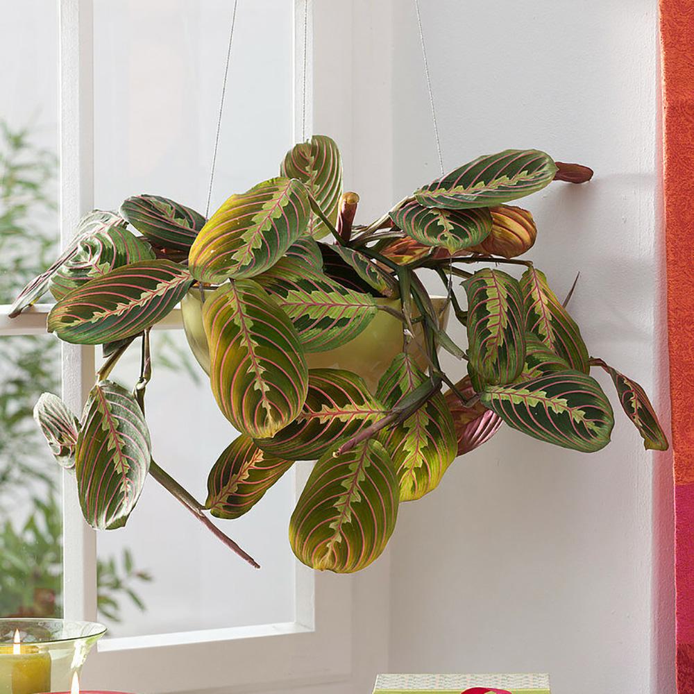 Planta Care se Roaga Tricolor (Maranta) Fascinator - 40 cm