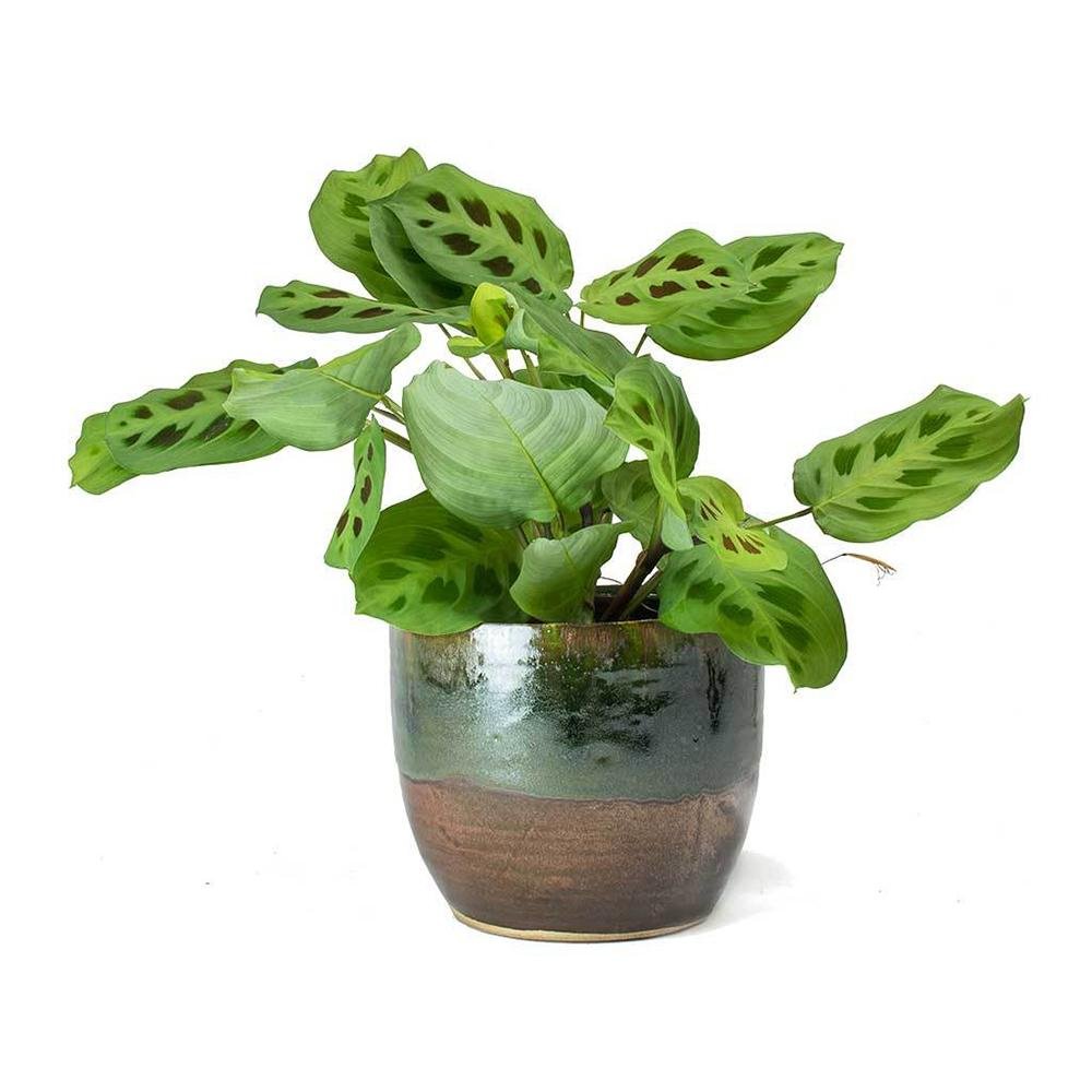 Planta Care se Roaga (Maranta) Kerchoveana - 30 cm