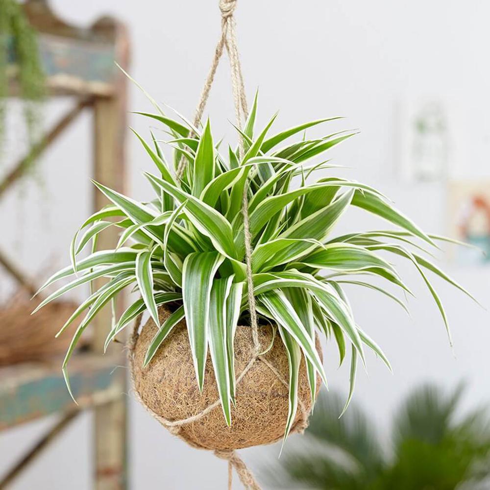 Planta Paianjen (Chlorophytum Comosum) Variegatum - 35 cm