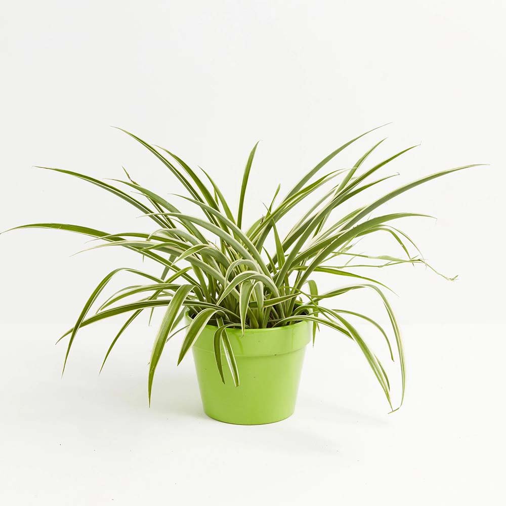Planta Paianjen (Chlorophytum Comosum) Vittatum - 50 cm