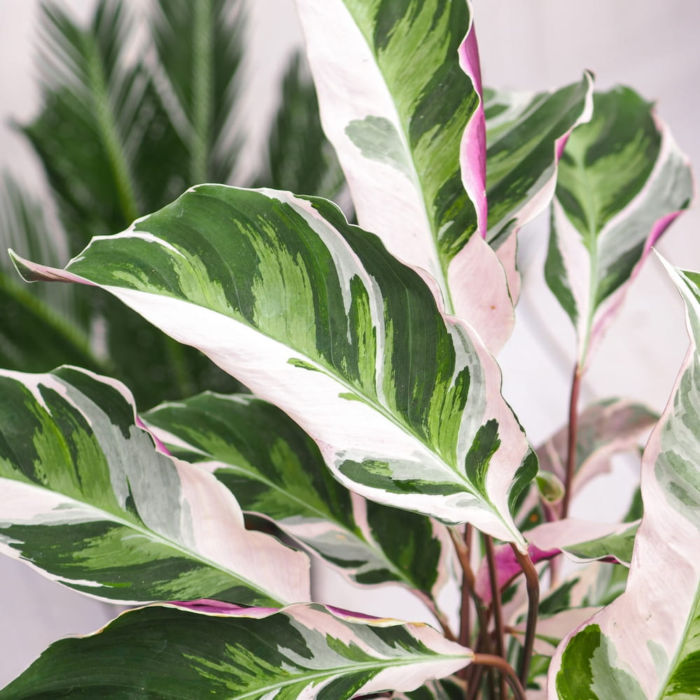 Planta Paun Calathea Fusion White, cu frunze Tricolor - 40 cm
