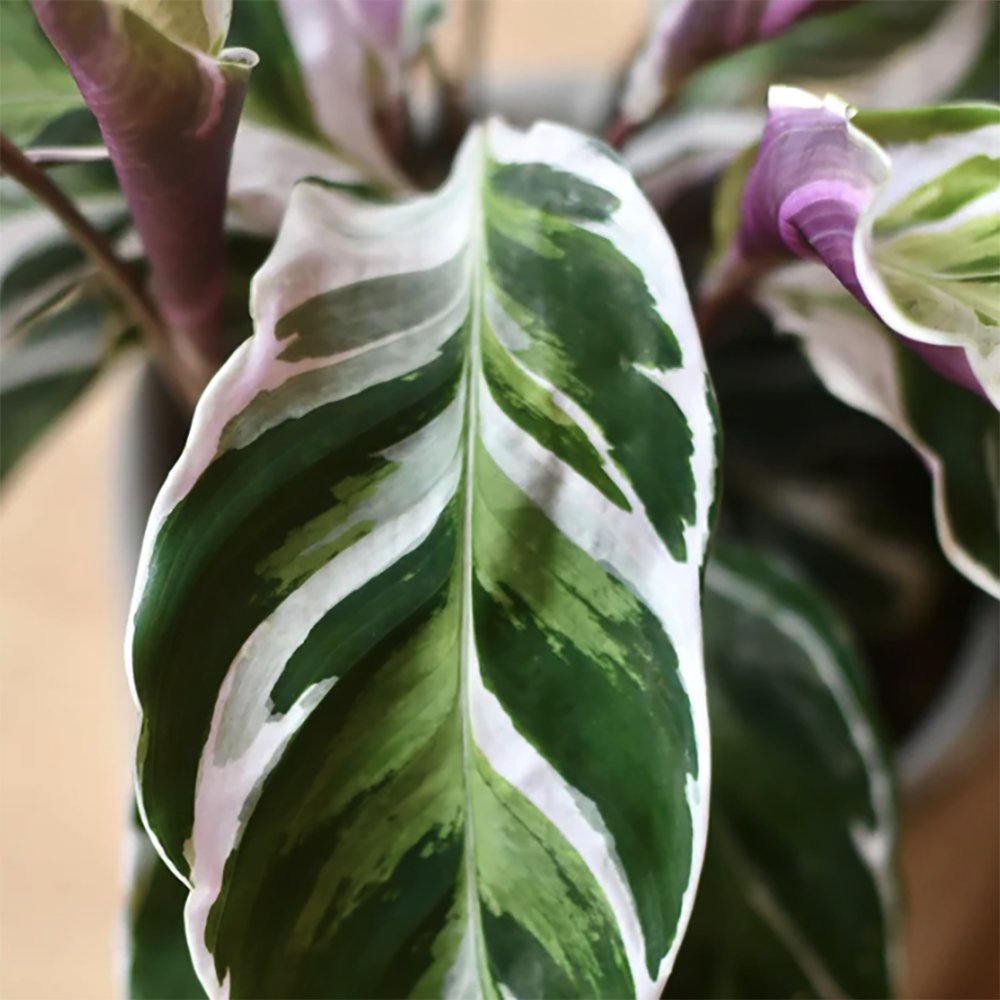 Planta Paun Calathea Fusion White, cu frunze Tricolor - 40 cm