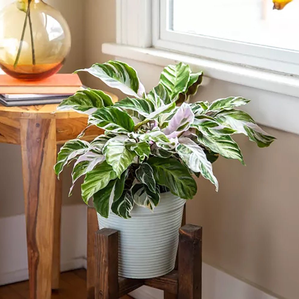 Planta Paun Calathea Fusion White, cu frunze Tricolor - 40 cm