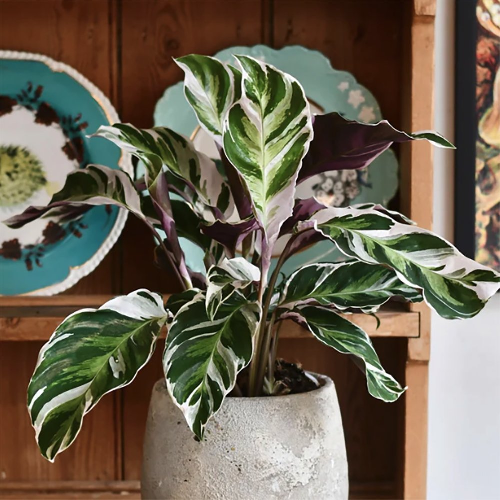 Planta Paun Calathea Fusion White, cu frunze Tricolor - 40 cm