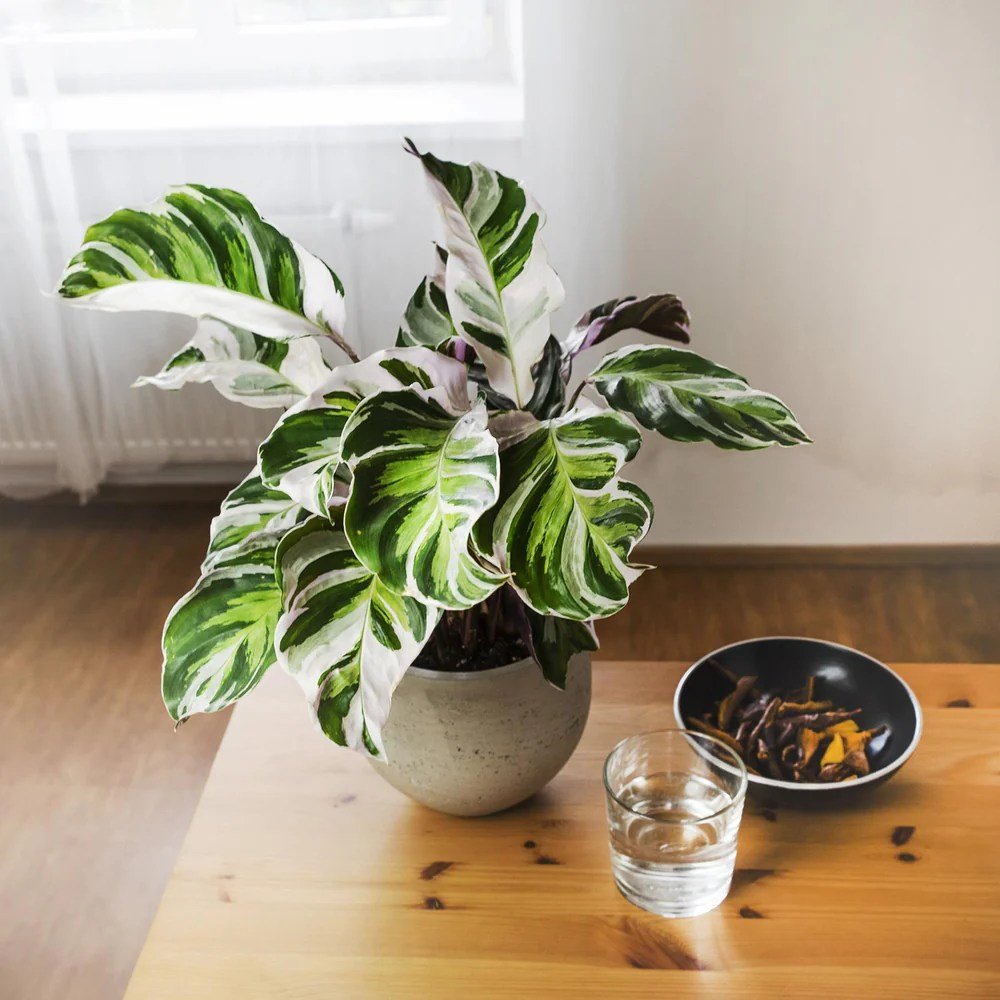 Planta Paun Calathea Fusion White, cu frunze Tricolor - 40 cm