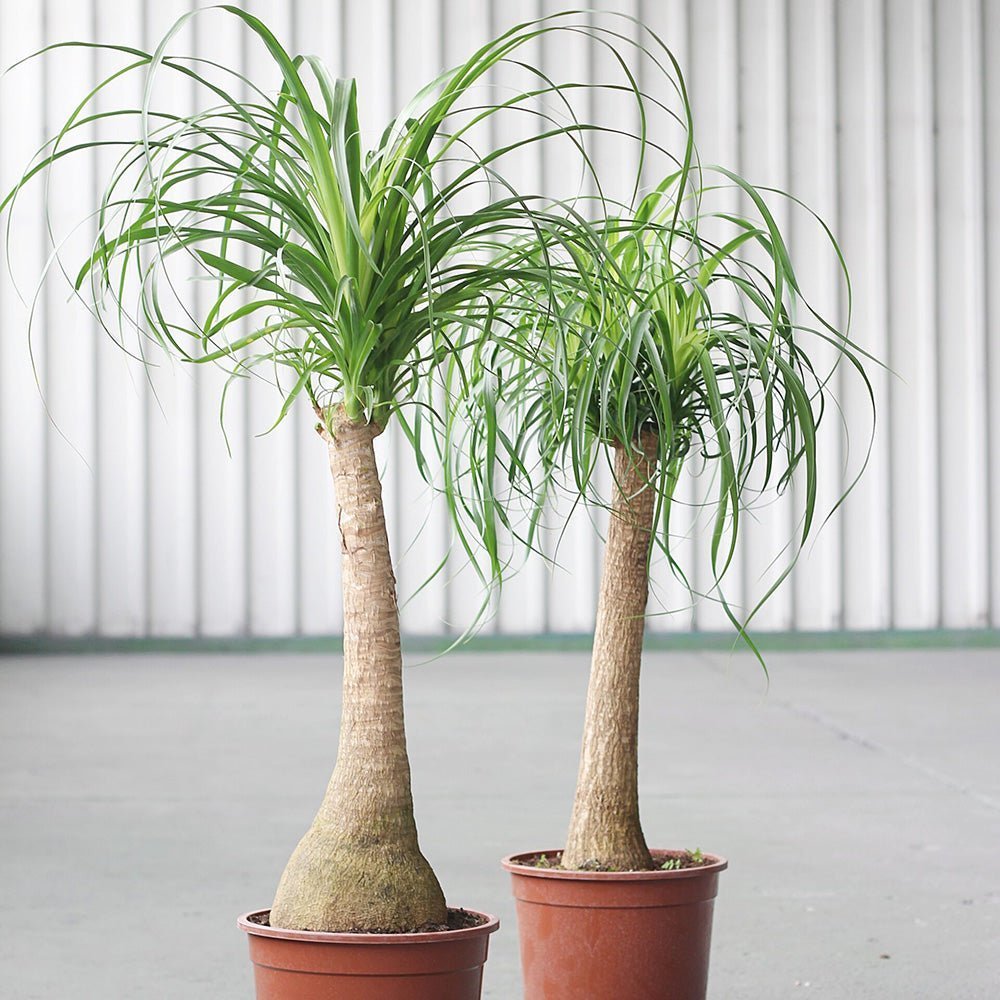 Planta Picior de Elefant (Beaucarnea Recurvata) - 80 cm