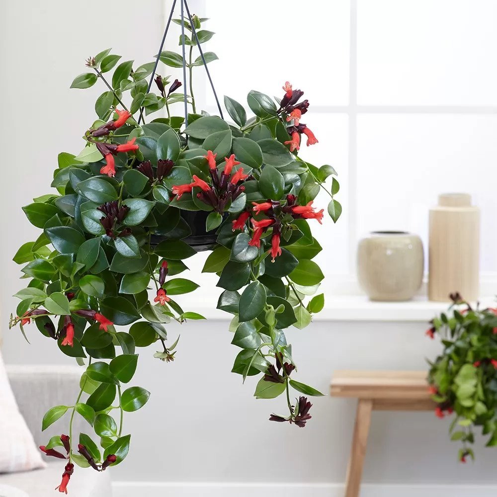 Planta Ruj (Aeschynanthus Mona Lisa) - 50 cm